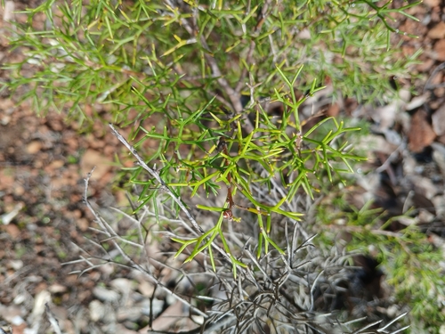 Image of Hakea lissocarpha by (c) Leon Perrie, some rights reserved (CC BY)