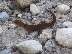 Sphaerodactylus vincenti