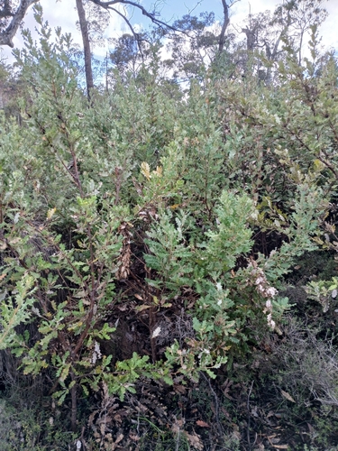 Image of Banksia undata by (c) Leon Perrie, some rights reserved (CC BY)