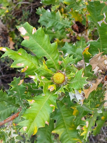 Image of Banksia undata by (c) Leon Perrie, some rights reserved (CC BY)