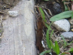 Sphaerodactylus vincenti