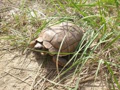 Chelonoidis chilensis