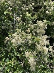 Ceanothus cordulatus