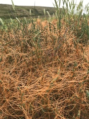 Cuscuta pacifica