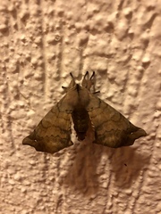 Apatelodes torrefacta