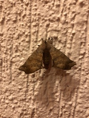 Apatelodes torrefacta