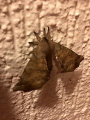 Apatelodes torrefacta