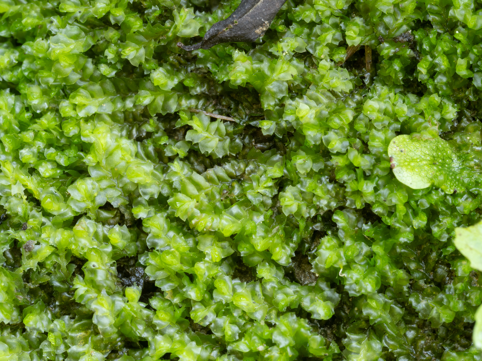 Lophozia silvicola