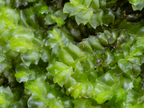 Lophozia silvicola