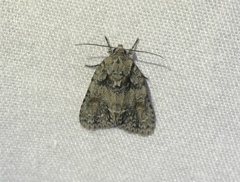Acronicta ovata