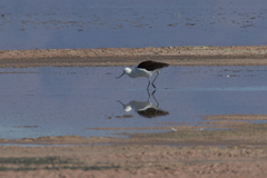 Recurvirostra andina