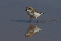 Charadrius alticola