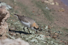 Charadrius alticola