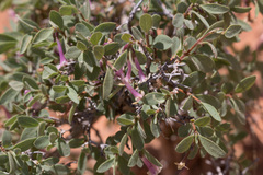 Symphoricarpos longiflorus