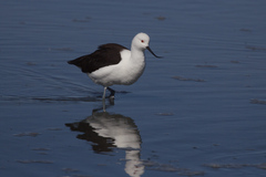 Recurvirostra andina