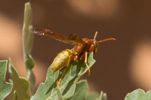 Golden Paper Wasp photo 5