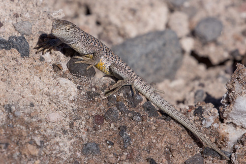 Liolaemus fabiani