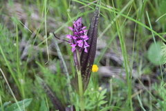 Dactylorhiza incarnata cruenta