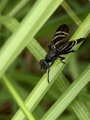 Tritoxa flexa