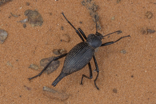 Eleodes caudifera photo 3