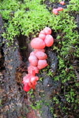 Lycogala exiguum