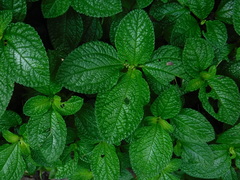 Pilea