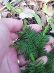 Taxus canadensis