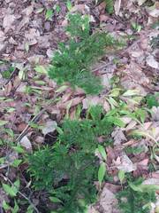 Taxus canadensis