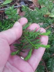 Taxus canadensis