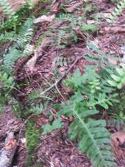 Polypodium virginianum
