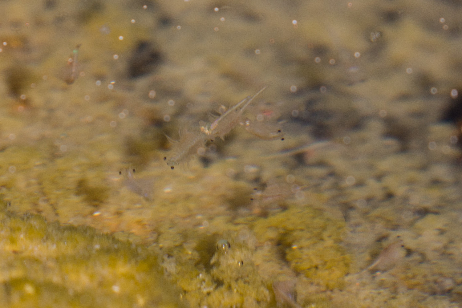 Artemia monica Verrill, 1869