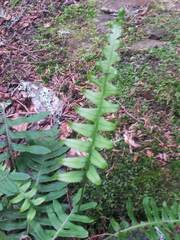 Polypodium virginianum