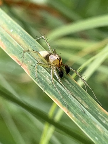 Striped lynx spider