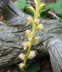 Corallorhiza striata vreelandii