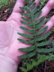 Polypodium virginianum