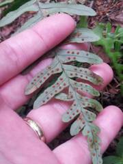 Polypodium virginianum