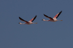 Phoenicoparrus andinus