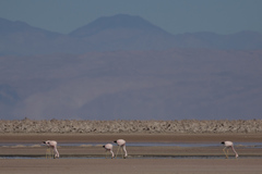 Phoenicoparrus andinus