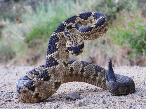 Western Black-tailed Rattlesnake, Arizona, US, photo 7 of 10