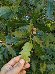 Quercus × morehus