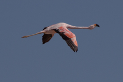 Phoenicoparrus andinus