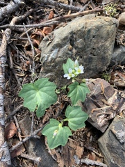 Cardamine pachystigma