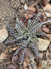 Pedicularis semibarbata