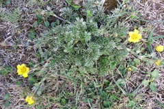 Potentilla candicans