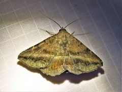 Lesmone detrahens