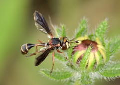 Physocephala sagittaria