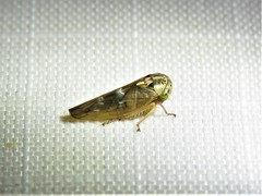 Idiocerus albolinea