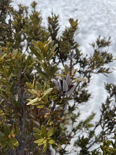 Image of Orites lancifolius by (c) Hilary Rose Dawson, some rights reserved (CC BY)