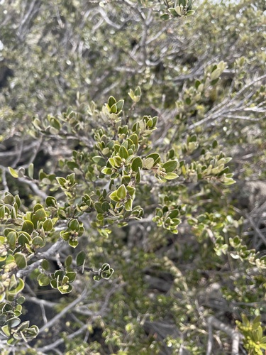 Image of Nematolepis ovatifolia by (c) Hilary Rose Dawson, some rights reserved (CC BY)