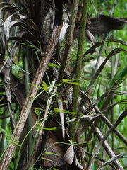 Arecaceae
